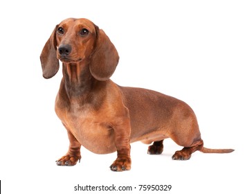 red haired dachshund