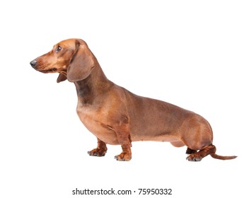 Dachshund Sausage Dog Isolated On White Stock Photo Shutterstock