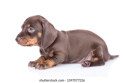 Short Hair Dachshund Images Stock Photos Vectors Shutterstock