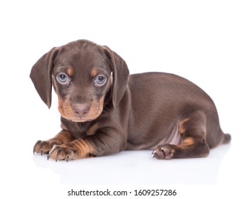 Short Hair Dachshund Images Stock Photos Vectors Shutterstock