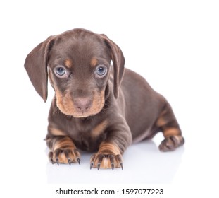 Short Hair Dachshund Images Stock Photos Vectors Shutterstock