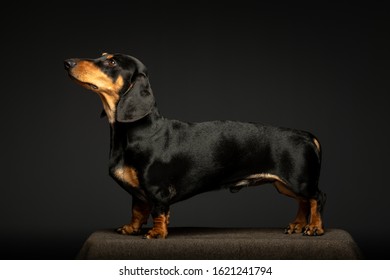 Short Hair Dachshund Images Stock Photos Vectors Shutterstock