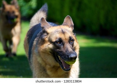 Short Haired German Shepard Running With Ball