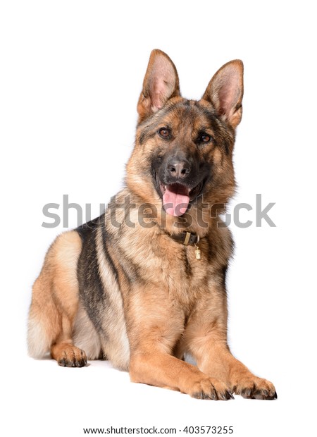 Short Haired German Shepherd Lying Down Stock Photo Edit Now