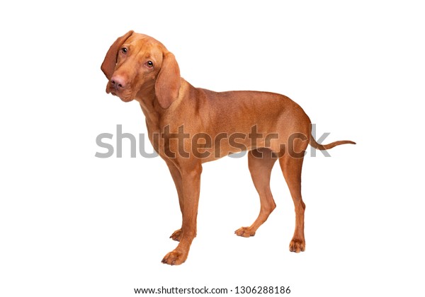 Short Haired Hungarian Vizsla Standing Front Stock Photo Edit Now