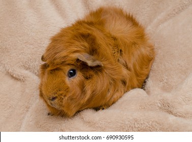 Short Haired Peruvian Guinea Pig Images Stock Photos Vectors