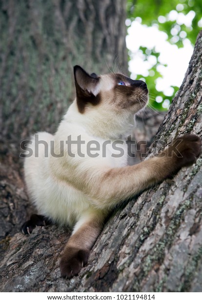 Short Haired Young Cat Seal Point Stock Photo Edit Now 1021194814