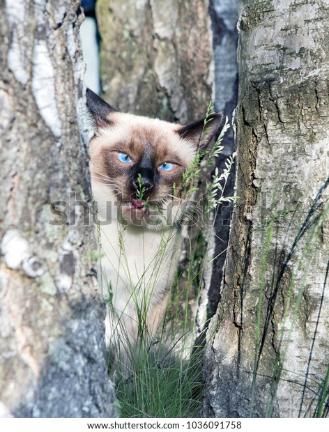 Short Haired Young Cat Seal Point Royalty Free Stock Image