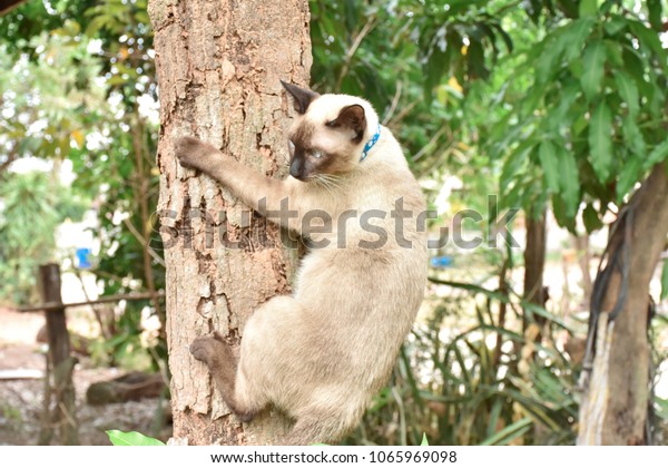 Short Haired Young Cat Seal Point Stock Photo Edit Now 1065969098