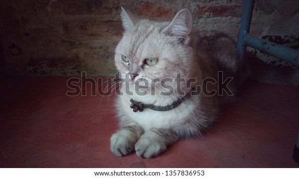 Short Hairpersia Cross Breed Cat On Stock Photo Edit Now 1357836953