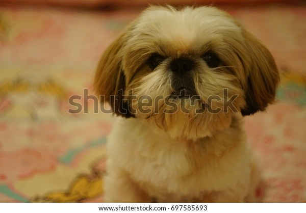 Short Hairstyle Adorable Shih Tzu Stock Photo Edit Now