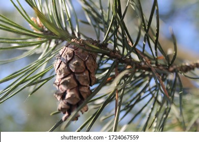 Short Leaf Pine With A Bump .Pinus Echinata. 