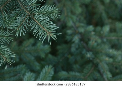 short needles of a coniferous tree close-up on a green background, texture of needles of a Christmas tree close-up, blue pine branches, texture of pine needles, green branches of a pine tree close-up - Powered by Shutterstock