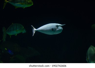 Short Nose Unicorn Fish In An Aquarium Lit From Above With Other Tropical Fish In Background.