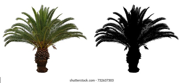 Short Palm Tree And Black Alpha Mask Isolated On White Background.
