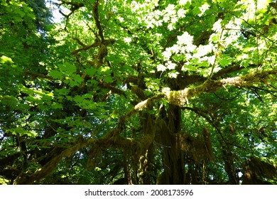 A Short Rainforest Loop From The Hoh Rain Forest Visitor Center In Olympic National Park.
