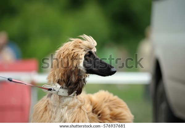 Short Stylish Haircut Dog Long Nose Stock Photo Edit Now 576937681