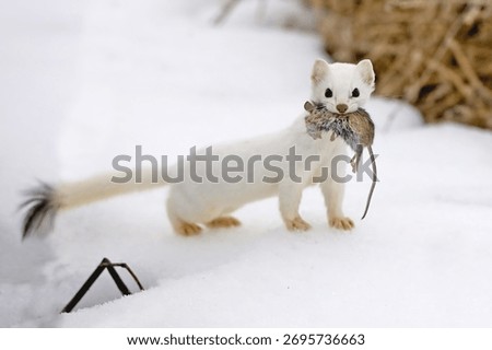 A short tailed weasel with a mouse