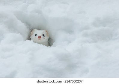 Short Tailed Weasel In Snow