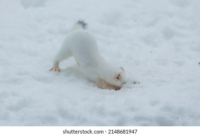 Short Tailed Weasel In Winter Snow