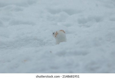 Short Tailed Weasel In Winter Snow