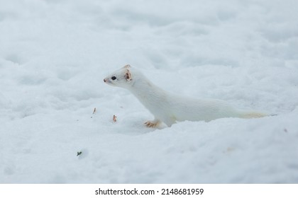 Short Tailed Weasel In Winter Snow