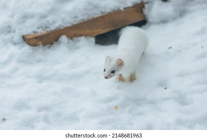 Short Tailed Weasel In Winter Snow