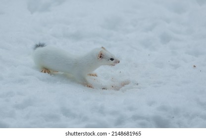 Short Tailed Weasel In Winter Snow