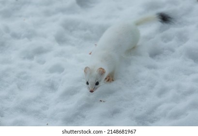 Short Tailed Weasel In Winter Snow