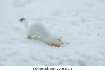 Short Tailed Weasel In Winter Snow