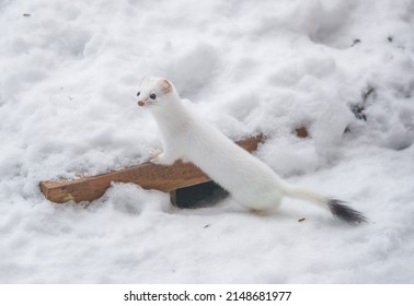 Short Tailed Weasel In Winter Snow