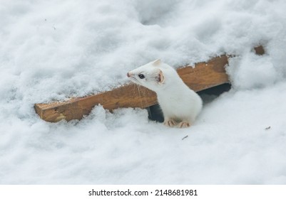 Short Tailed Weasel In Winter Snow