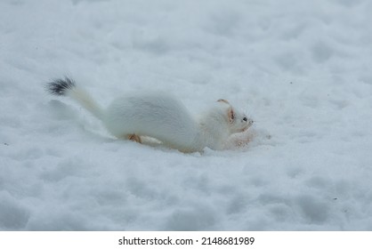 Short Tailed Weasel In Winter Snow