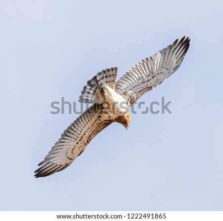 Similar – Awesome bird of prey in flight