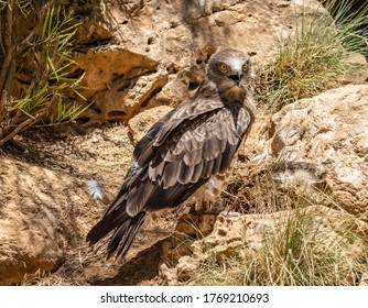 A Short Toed Snake Eagle In Its Enclosure In The Jerusalem, Israel, Zoo.