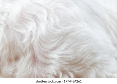 The Short White Fur Texture Used As A Fluffy White Abstract Background. Beautiful White Fur Concept.