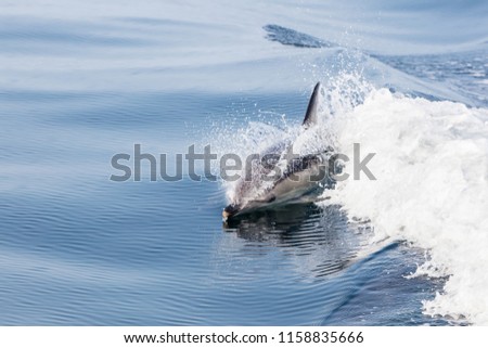 A Short-Beaked Common dolphin, Delphinus delphis, swims in the north Atlantic Ocean off Cape Cod, Massachusetts. These quick, agile cetaceans are almost always found in pods and feed on small fish.