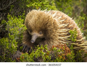 Short-beaked Echidna