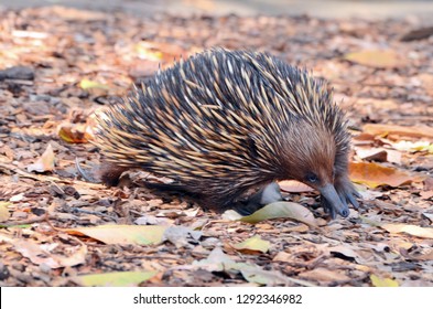 The Short-beaked Echidna Is One Of Only Five Egg Laying Mammals/monotremes (this Also Includes Three Species Of Long-beaked Echidna) In The World. 