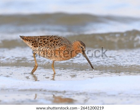 short-billed dowitcher foraging in shallow surf