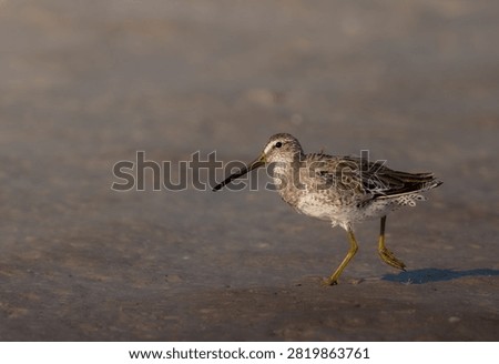 Short-billed Dowitcher strolling on the beach (Limnodromus griseus).