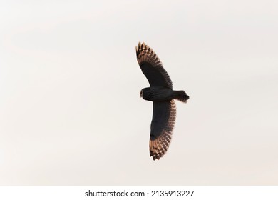 Short-eared owl Asio flammeus in flight at sunset