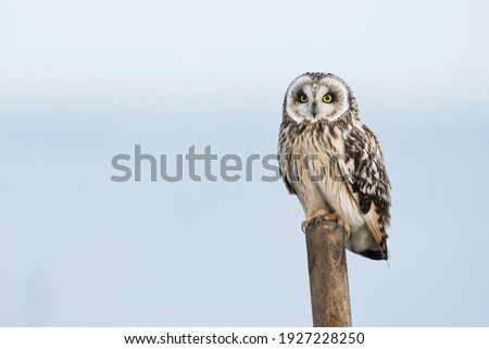Short-eared Owl (Asio flammeus), Lower Saxony, Germany