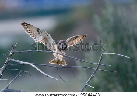 Short-eared owl (Asio flammeus) Malaga, Spain