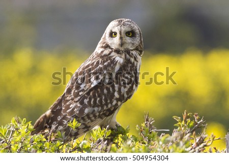 Short-Eared Owl (Asio flammeus) on a Hawthorn Hedge, Yellow Background, closer, looking left of camera