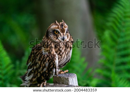 Short-eared owl (Asio flammeus) perched on a wooden fence