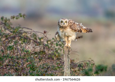 Short-eared Owl Asio Flammeus Stretching Long Legs And Shaking Feathers While Preening On Wooden Post