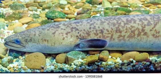 Shortfin eel, Close up of Electric eel,Anguilla bicolor in the aquarium.