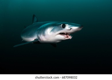 Shortfin Mako Shark