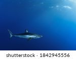 Shortfin mako shark in the blue
